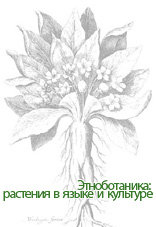 Коллектив авторов — Этноботаника: растения в языке и культуре